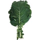 Eks Ticaret Agrodal Tarım Ata Tohumu Yöresel Kara Lahana (Karadeniz Lahanası, Yaprak Lahana) Tohum