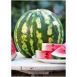 Eks Ticaret Erdem Garden Doğal Diyarbakır Karpuzu C.Sweet Tipi 100 Ad. Tohum