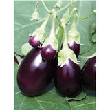 Eks Ticaret Erdem Garden Doğal Patlıcan Adana Dolma Tohum