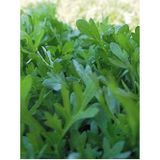 Eks Ticaret Erdem Garden Doğal Yeşillik Kıl Tere 1000 Ad. Tohum