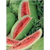 Eks Ticaret Erdem Garden Ithal Charleston Gray Karpuzu 20 Ad Tohum