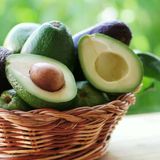 Eksi Derecelere Dayanıklı Bacon Avokado Fidanı 50-70 Cm - Aşılı En Hızlı Büyüyen Avokado Türü