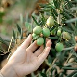 Ekstra Verimli Yemelik Ve Yağlık Tüplü Ayvalık Çelebi Zeytini Fidanı