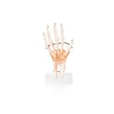 El Eklemi Modeli Ligamentli El Eklemi Maketi Ligamentli