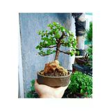 El Yapımı Beton Saksıda Bonsai Ara Çiçeği Afra Yeşim Ağacı 012