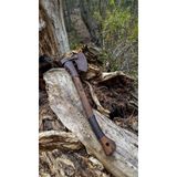 El Yapımı Kamp Baltası – ST60 Yüksek Manganlı Karbon Çelik, 1400 g Balta Kafası, 70 cm Gürgen Saplı, Deri Kılıflı Bushcraft ve Odun Yarma Baltası | Tanto Bushcraft Drasil