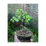 El Yapımı Saksıda Bonsai Ara Çiçeği Afra Yeşim Ağacı 012