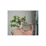 El Yapımı Taş Saksıda Bonsai Ara Çiçeği Afra Yeşim Ağacı 012