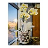Elif Plastic ALY HOME LİFE KALPLİ ORKİDE SAKSI