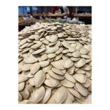 Elit Kuruyemiş Çiğ Kabak Çekirdeği | 500Gr 3Al2Öde | Yerli | Nevşehir | İri Taneli
