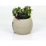 Elitse Mercan Saksı 11.5X12 cm 0.70 Lt - Belirtilmemiş - Çok Renkli