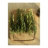 Eliza Bride %100 Doğal Biberiye dalı taze canlı dal 50 gr