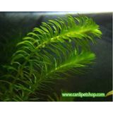 Elodea Densa(Egeria) 5 Kök Akvaryum Bitkileri Düşük Işıkta Büyüyen Canlı Bitki