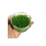 EMAAVM Akvaryum Bitkileri Hemianthus Callitrichoides 'cuba' In Vitro Cup Canlı Bitki