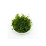 Emaavm Akvaryum Bitkisi Christmas Moss Canlı Güzel Form Dolu Dolu 1 Cup