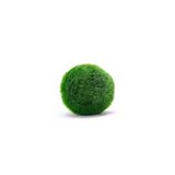 Emaavm Marimo Şans Yosunu Moss Ball 3 4 Cm Yosun Topu
