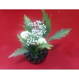 Emerald Whisper Yapay Çiçek Dekoru, Küçük Cam Saksıda, Beyaz Çiçekler ve Yeşil Yapraklar, 9 cm Çap