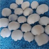 Empressco Aker Hediyelik Deniz Kabukları Silis Akvaryum Süs Ufak Kabuk Modeli 1,5-2,5cm Küçük Deniz Kabuğu 150GR Teraryum - Fiyatı, Yorumları - Altın - 0 - 12 Ay