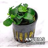 Empressco Anubias Nana Bonsai Saksı Canlı Bitki