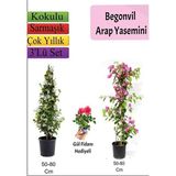 Empressco Arap Yasemini+ Pembe Begonvil+ Gül Fidanı Hediyeli