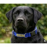 Empressco Ayarlanabilir Köpek Tasma ve Künyesi, Sağlam Orta Irk ve Yavru Köpekler Için - 0 - 000-Siyah