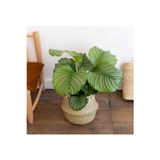 Empressco Calathea Orbifolia Dua Çiçeği