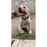 Empressco Çoban 2 Zilli Hakiki Deri Yavru Kangal Köpek Tasması - 0 - 000-Siyah