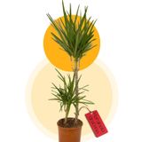 Empressco Dracaena Marginata Bitkisi 2 Köklü