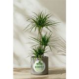 Empressco Dracaena Marginata XL - Madagaskar Dragon Ağacı 2 İki Gövdeli Canlı Salon Bitkisi 110-120 cm