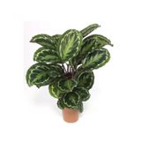 Empressco Dua Çiçeği Calathea Roseopicta Medallion Ev Bitkisi Ofis Bitkisi Fiyatı