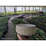 Empressco Kırçıllı Taş Orkide Bonsai ve Aranjman Saksısı No 1