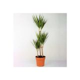 Empressco Marginata Bitkisi 3 Köklü Marginata Dracaena Ev Bitkisi Ofis Bitkisi Salon Bitkisi 120 130 Cm
