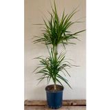 Empressco Marginata Dracaena 2 Gövdeli 90 100 Cm Ev Bitkisi Salon Bitkisi Ofis Bitkisi Madagaskar Dragon Ağacı