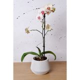 Empressco Maya Serisi Tasarım Saksı | Orkide Saksısı | Dekoratif Hediyelik Eşya 16X12 cm - Fiyatı, Yorumları