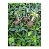 Empressco Orchis Sancta Salep Yumrusu 50 Adet