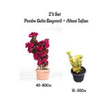 Empressco Pembe Renk Gelin Begonvil Çiçeği(40-80)Cm+ Altuni Taflan Çit Bitkisi 2