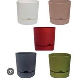 Empressco Poliwork Saksı Begonya 9 Cm, Karışık Renkli, 5'li Paket