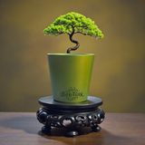 Empressco Toprak Saksı 13CM×13CM Orkide&bonsai&çiçek&sukulent&huwarthia&kaktüs - Fiyatı, Yorumları