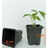Empressco Vakum Saksı 8X8X9 cm 100 Adet Üretim Saksısı Çiçek Saksısı Kare Saksı - Fiyatı, Yorumları
