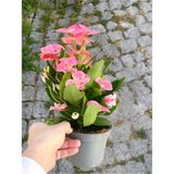Empressco Videolu Milli Dikenler Tacı (15 45 Cm) Saksılı Kaktüs Euphorbia - Fiyatı, Yorumları