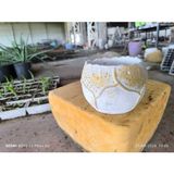 Empressco Yaprak Desenli Beton Orkide Aranjmanı ve Bonsai Saksısı Seti