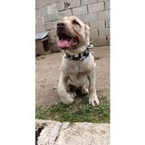 Empressco Yavru Kangal Köpek Tasması, Hakiki Deri, Çoban 2 Zilli, Dayanaklı ve Şık - 0 - 000-Siyah