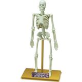 Enco Store Bilim Seti : Insan Iskeleti - Çok Renkli