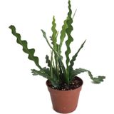 Epiphyllum Anguliger (Atlas Çiçeği)
