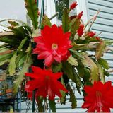 Epiphyllum Selenicereus Anthonyanus Atlas Çiçeği Fidanı (9 Luk Saksıda)