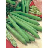 Erdem Garden Doğal Anadolu Bakla Tohumu 30 Ad. Tohum