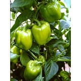 Erdem Garden Doğal Biber Tohumu Kandil Dolma 100 Ad. Tohum
