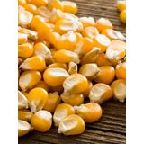 Erdem Garden İthal Patlak Mısır Tohumu Popcorn 50 Ad. Tohum