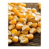 Erdem Garden Yerli Doğal Patlak Mısır Tohumu Patlamış Popcorn 50 Ad. Tohum