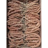 Eren Pet Doğal Üretim Kızıl Dal Darı 1 Kg. (1000 Gr.) Besleyici Kuş Yemleri İçin Özel Formül